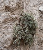 Смотреть изображение род Chesneya