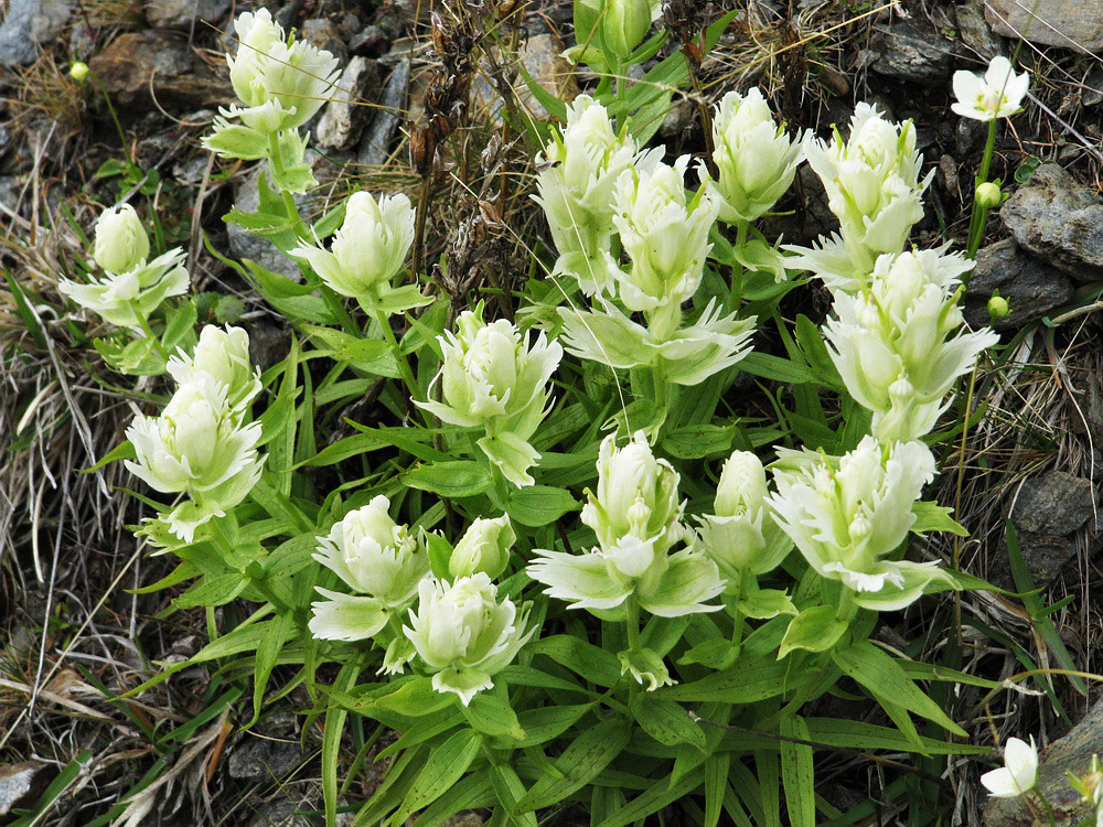 Изображение особи Castilleja hyparctica.