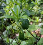 Смотреть изображение Daphne pontica