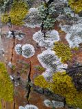View full-size image genus Lecanora