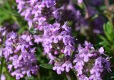 View full-size image genus Thymus