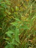View full-size image Lysimachia vulgaris