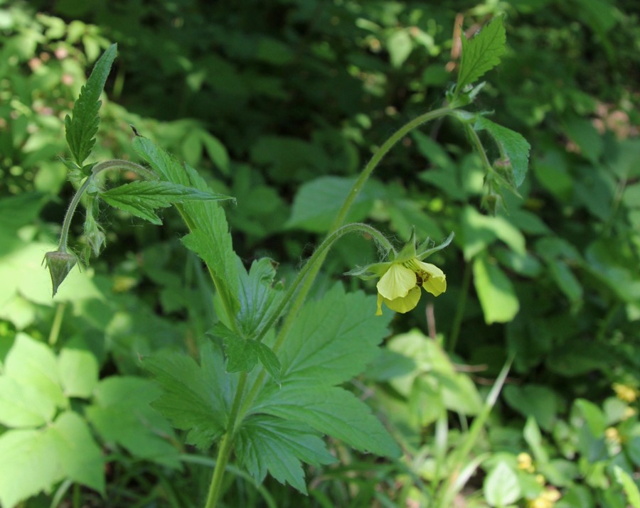 Image of Geum &times; intermedium specimen.