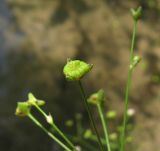 Alisma plantago-aquatica. Плод. Украина, Донецкая обл., Славянский р-н, окр. с. Богородичное. 30.07.2011.