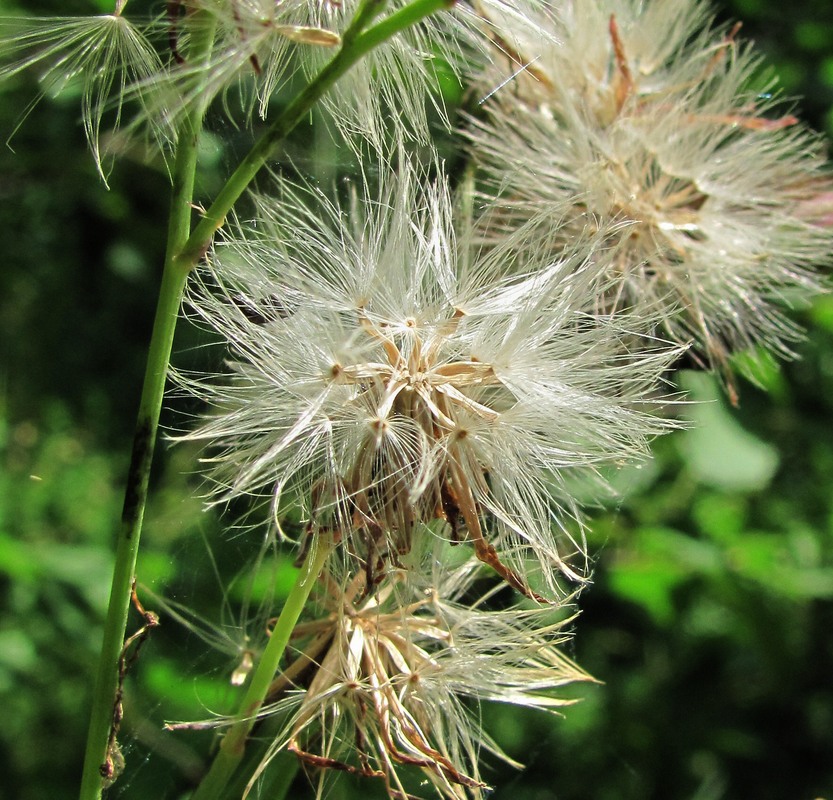 Image of Lactuca sibirica specimen.