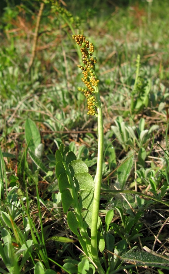 Изображение особи Botrychium lunaria.