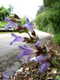 Salvia tomentosa