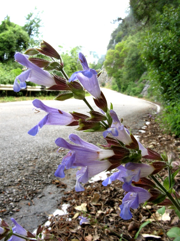 Image of Salvia tomentosa specimen.