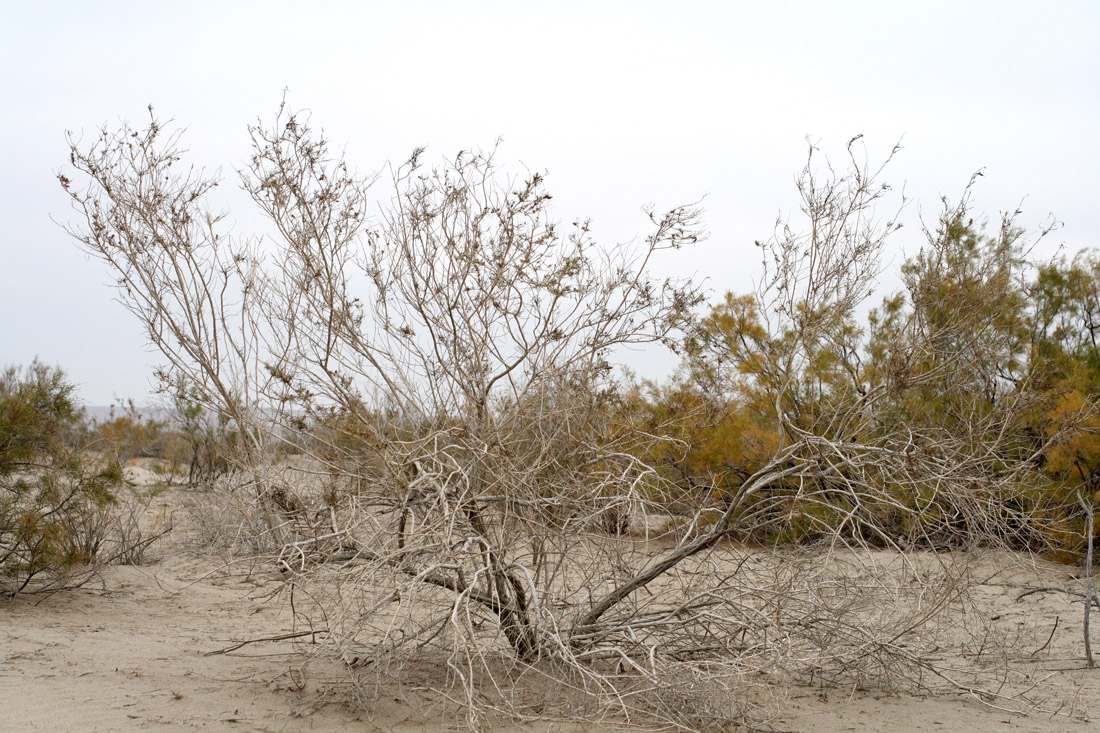 Image of Salsola richteri specimen.