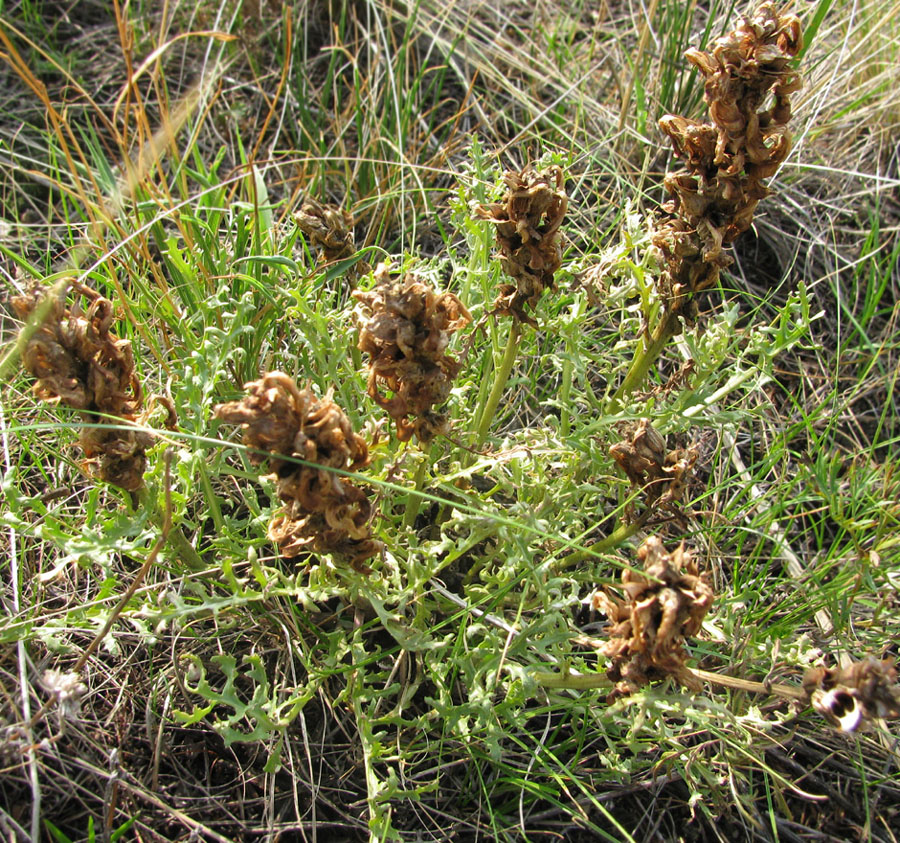 Image of Pedicularis flava specimen.