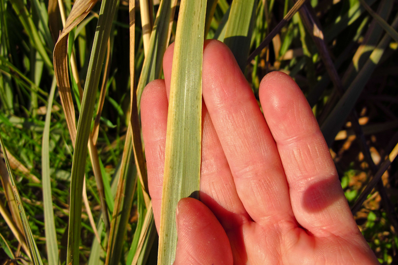 Image of Eragrostis bipinnata specimen.