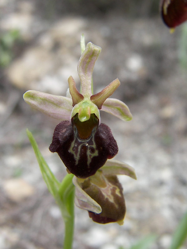 Image of Ophrys mammosa ssp. caucasica specimen.