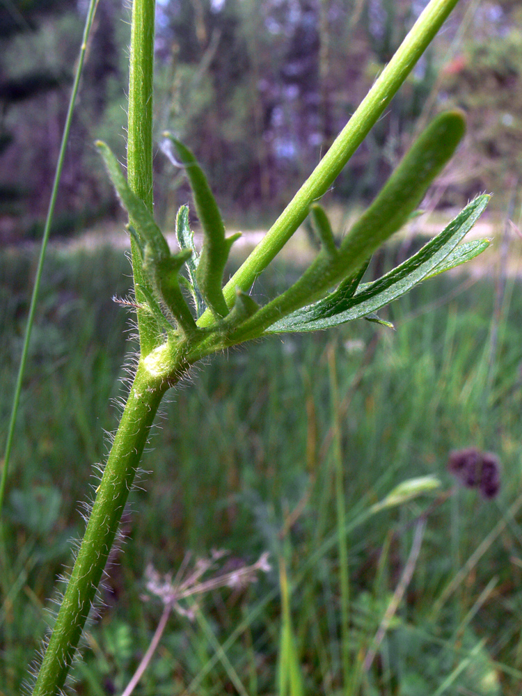 Image of Ranunculus polyanthemos specimen.