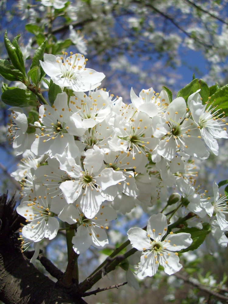 Изображение особи род Prunus.