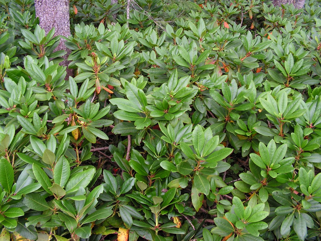 Image of Rhododendron aureum specimen.