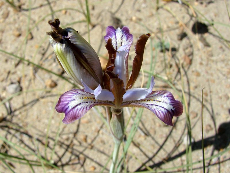 Image of Iris longiscapa specimen.