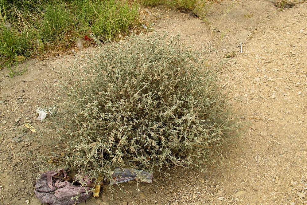 Изображение особи Heliotropium maris-mortui.