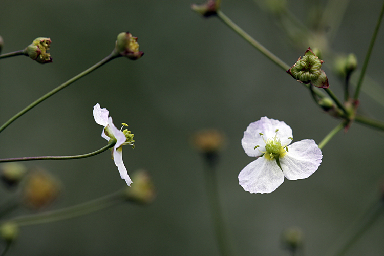 Image of Alisma plantago-aquatica specimen.