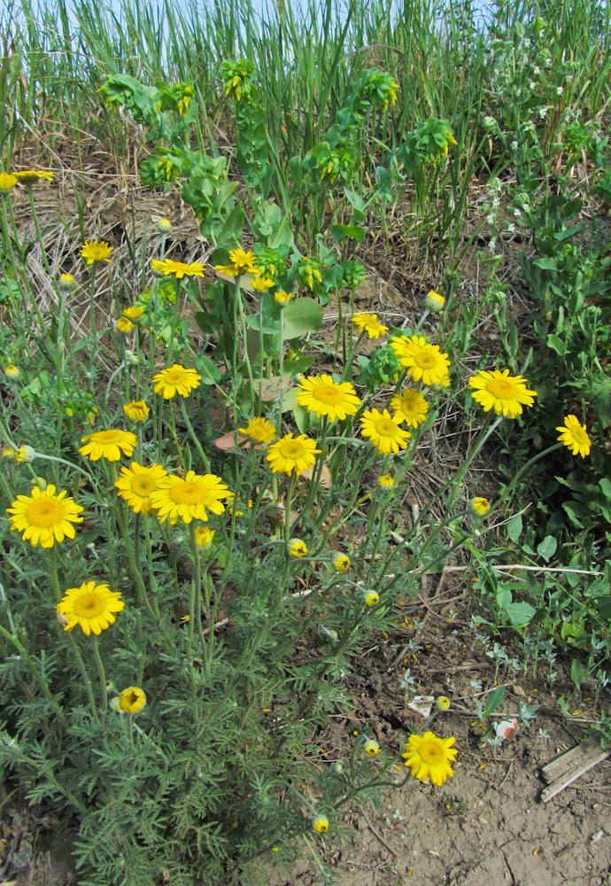 Image of Anthemis tinctoria specimen.