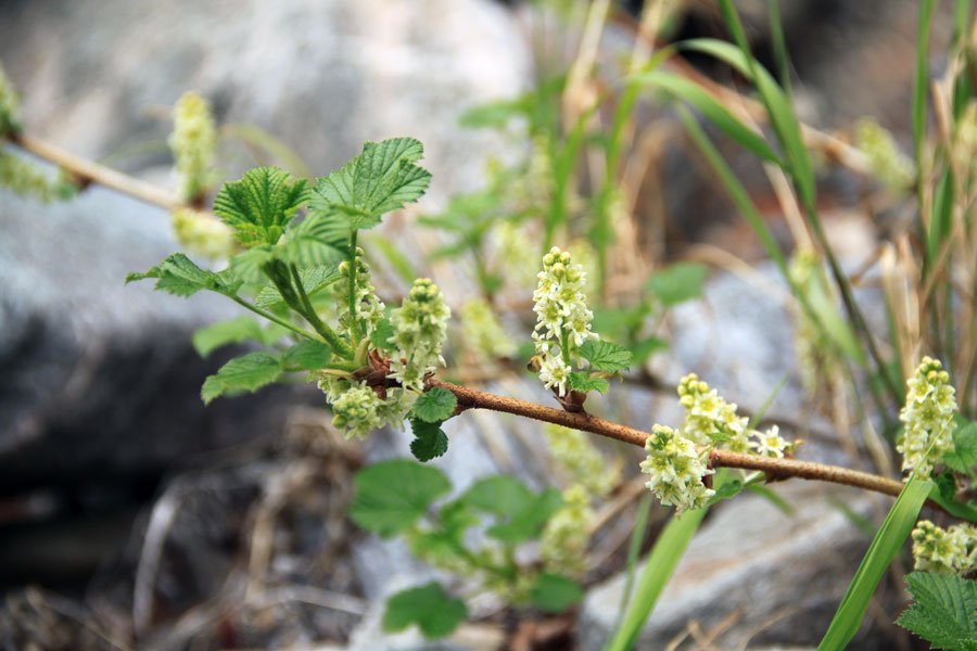 Image of genus Ribes specimen.