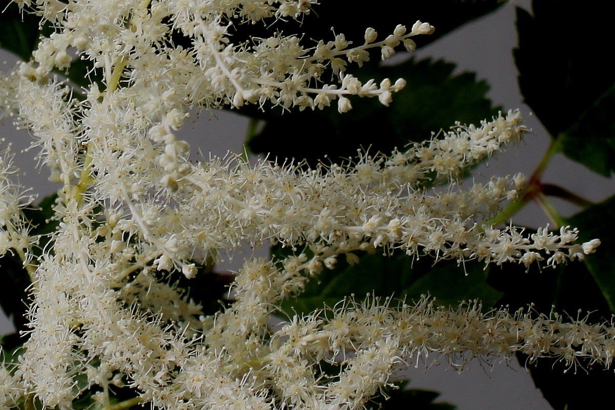 Изображение особи Aruncus dioicus.