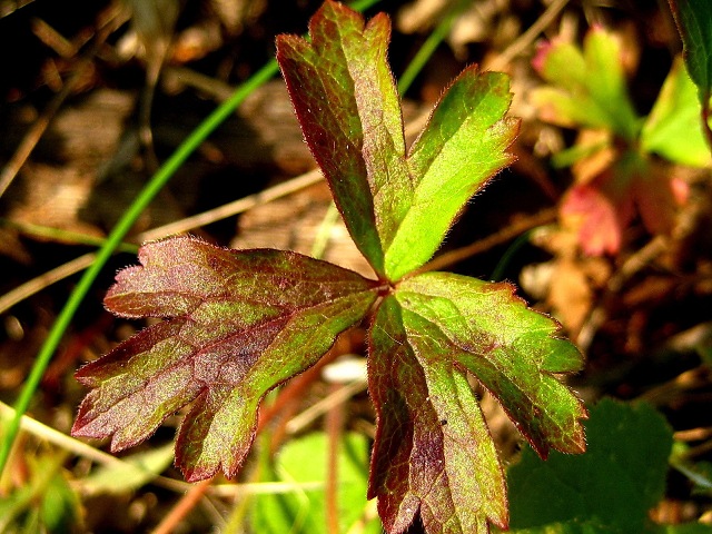 Image of familia Rosaceae specimen.