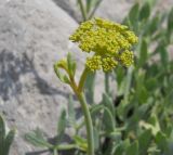 Crithmum maritimum