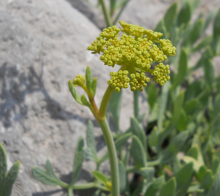 Image of Crithmum maritimum specimen.