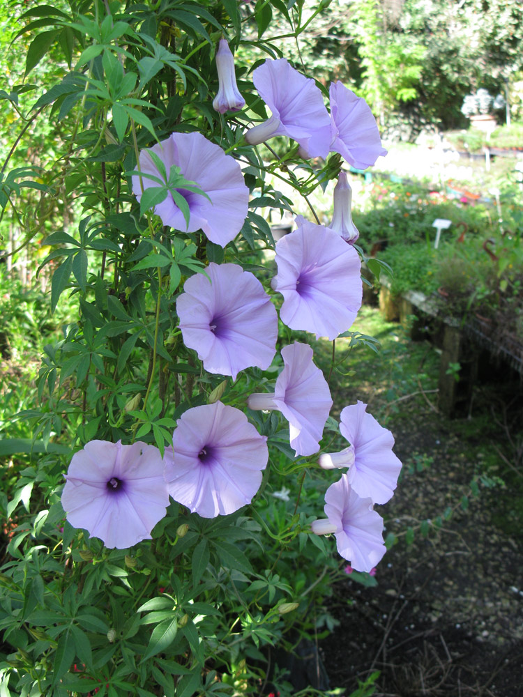 Image of Ipomoea cairica specimen.