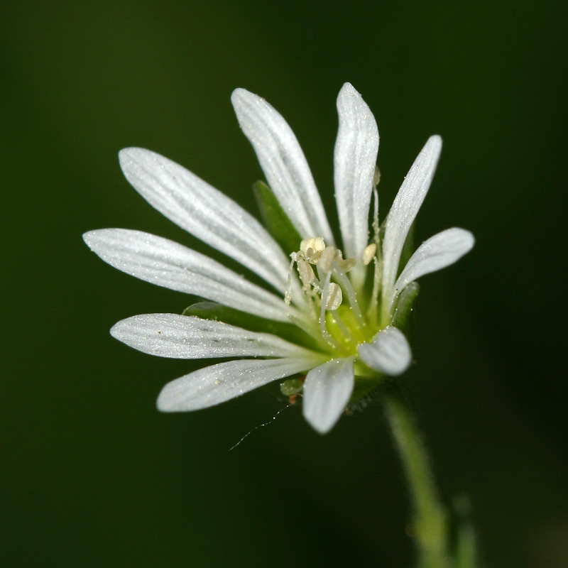 Image of Stellaria nemorum specimen.