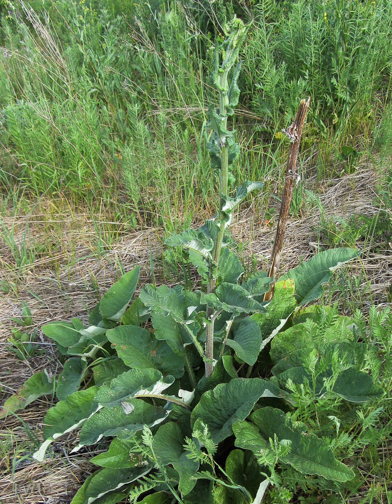 Image of Alfredia cernua specimen.