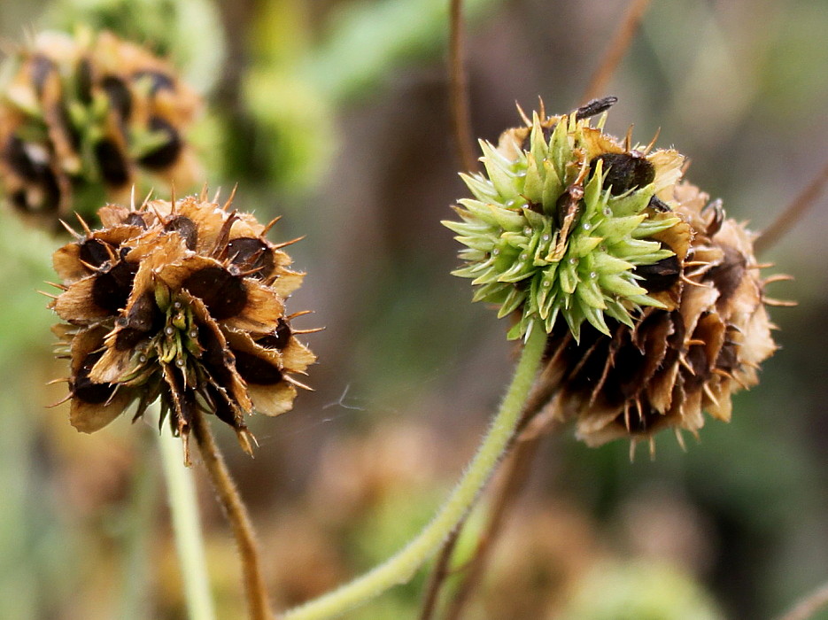 Image of Verbesina alternifolia specimen.