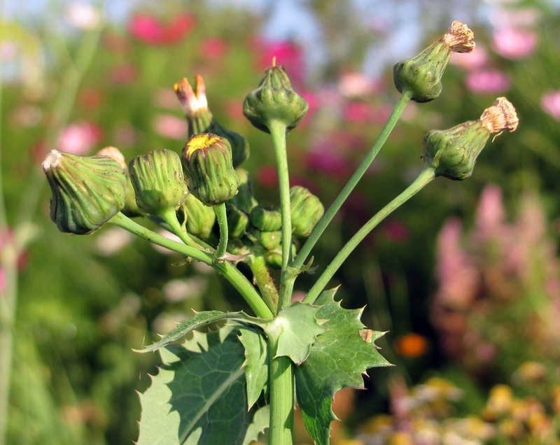 Image of Sonchus asper specimen.