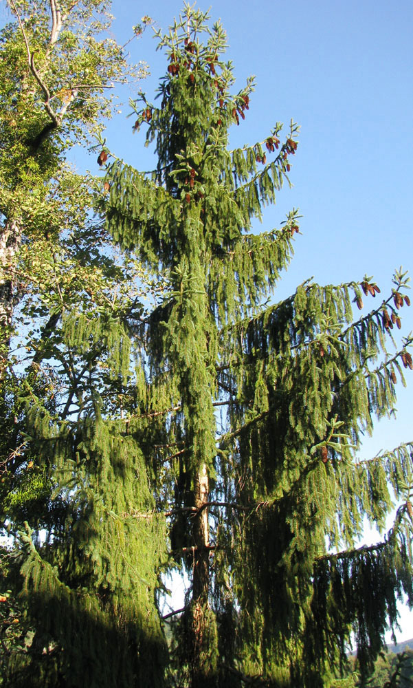 Image of Picea abies specimen.