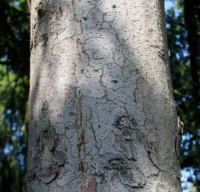 Image of Picea abies specimen.