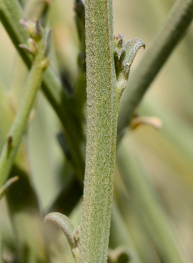 Image of Crotalaria aegyptiaca specimen.