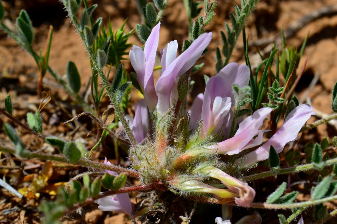 Image of Astragalus dolichophyllus specimen.