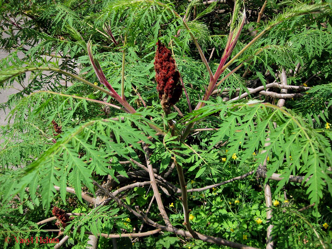 Image of Rhus typhina f. laciniata specimen.