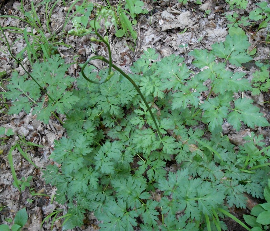 Image of Physospermum cornubiense specimen.