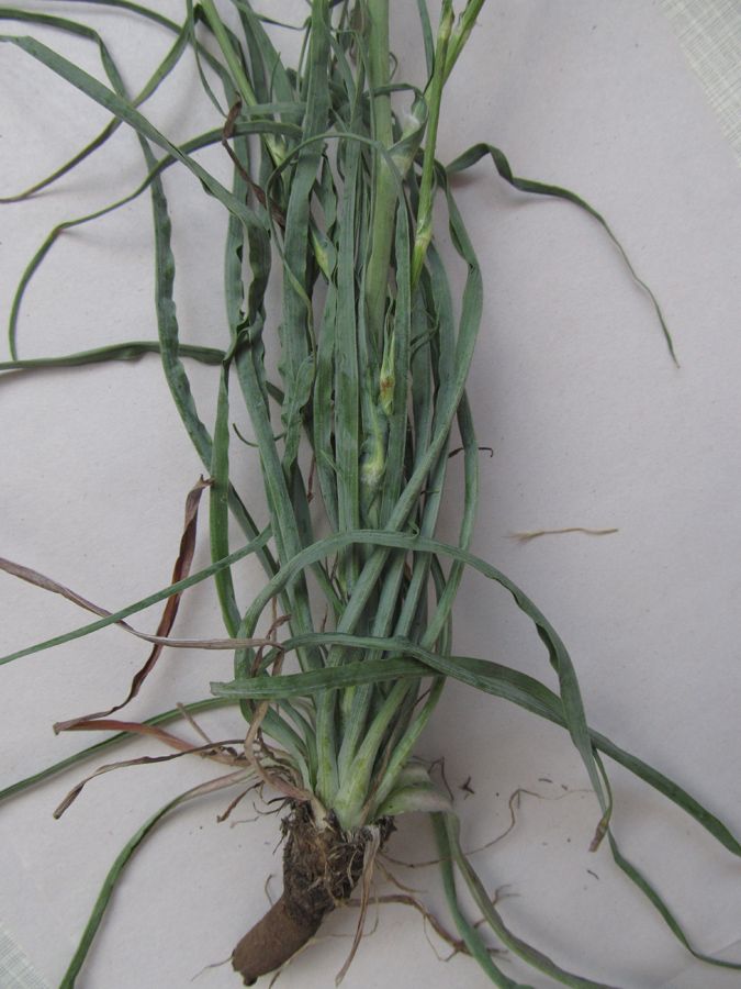 Image of Tragopogon undulatus specimen.