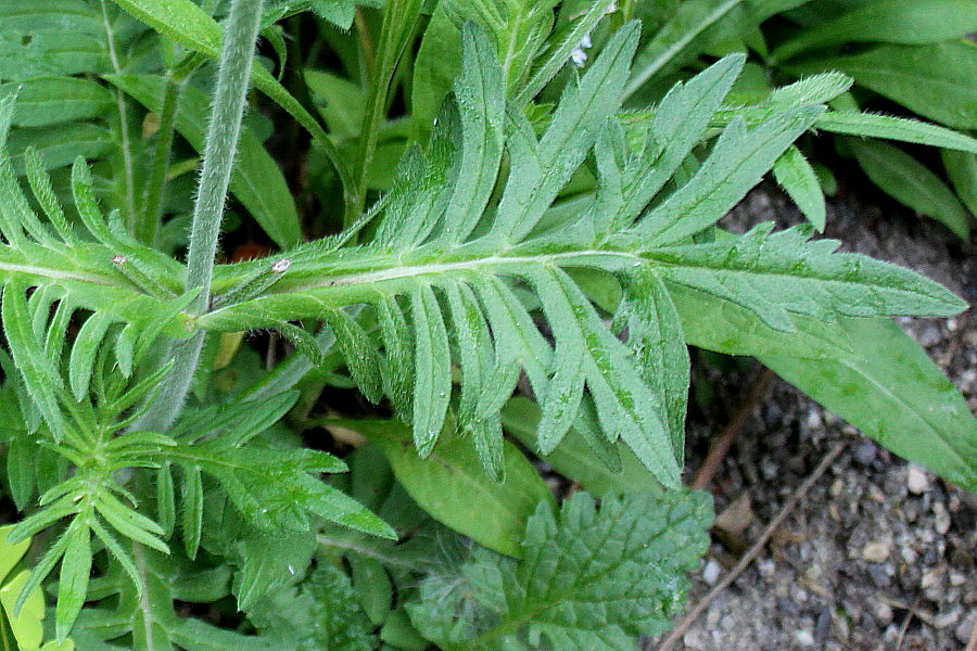 Image of genus Scabiosa specimen.