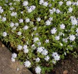 Nemophila maculata. Цветущее растение. Германия, г. Krefeld, Ботанический сад. 10.06.2013.