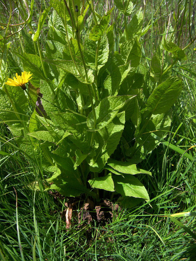 Изображение особи Crepis caucasica.