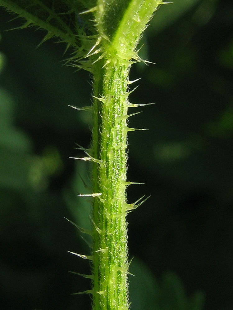 Image of Urtica dioica specimen.