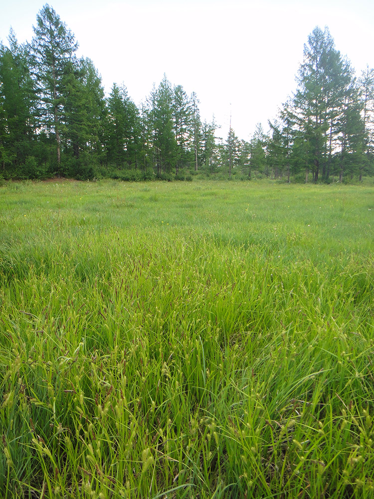 Image of Carex rostrata specimen.