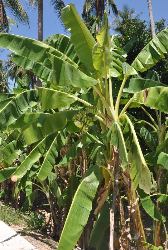 Image of Musa acuminata specimen.