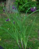 Allium cyathophorum var. farreri