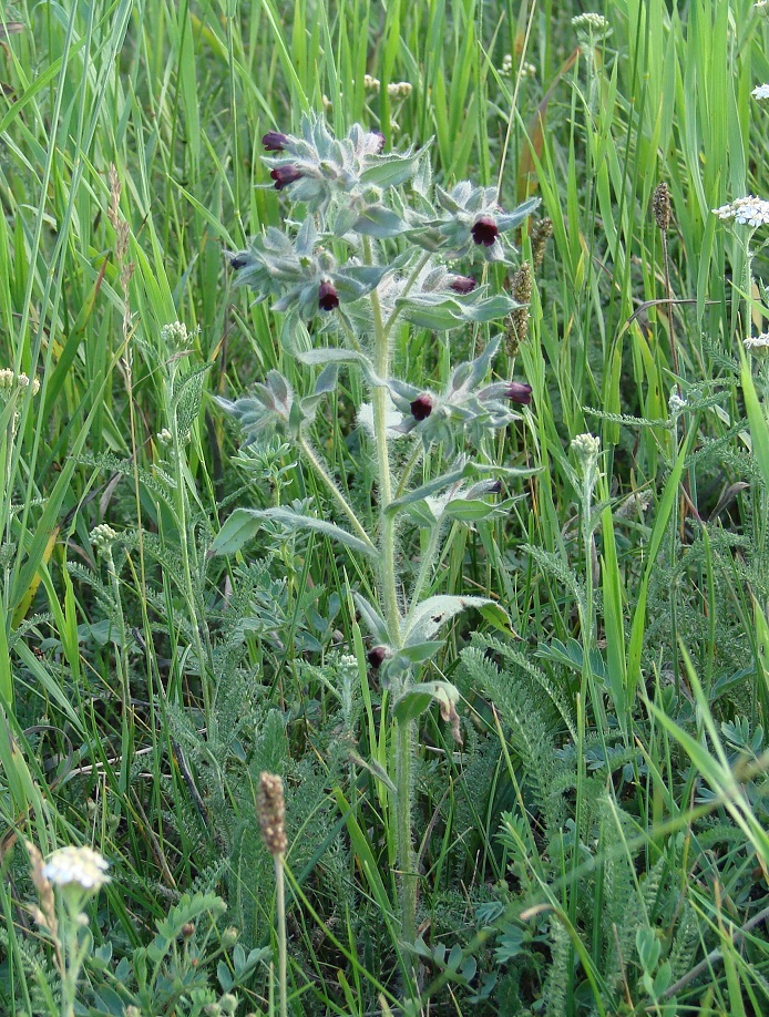 Image of Nonea rossica specimen.