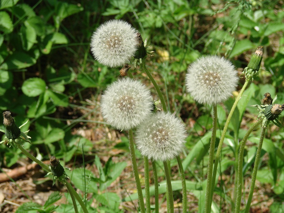 Изображение особи род Taraxacum.