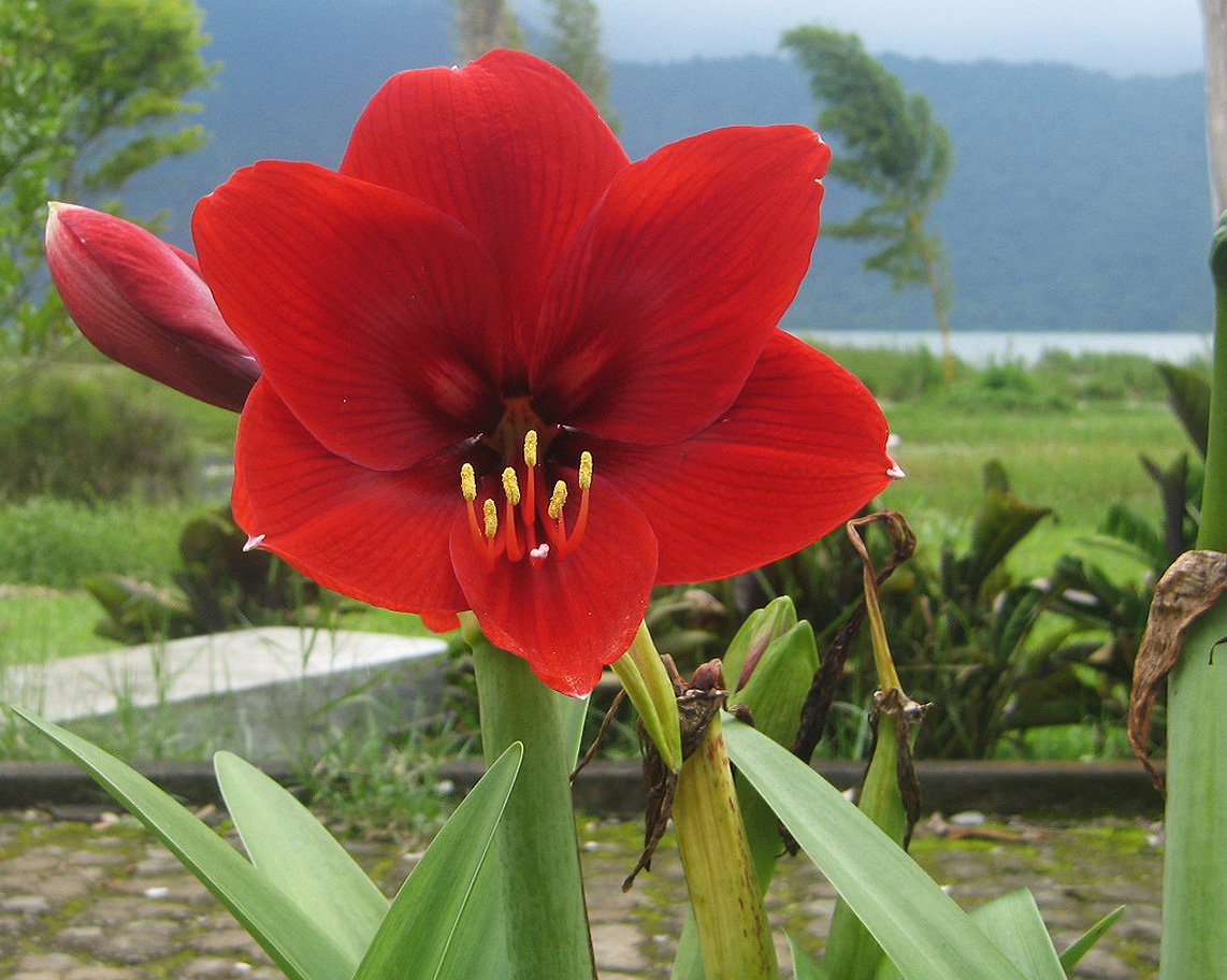 Image of genus Hippeastrum specimen.